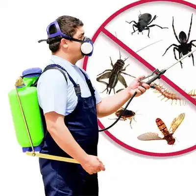 pest control Elmwood